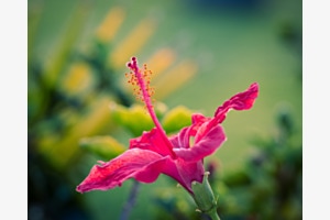 Hibiskus