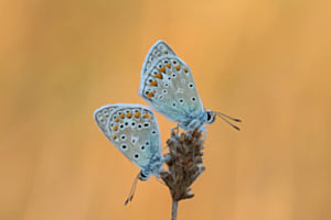 fotogenes Paar: Himmelblaue Bläulinge fotogenes Paar: Himmelblaue Bläulinge