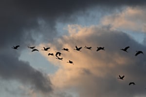 Flug der Kraniche ins Nachtquartier Flug der Kraniche ins Nachtquartier
