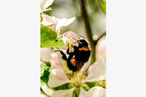 Bumblebee's favorite season Bumblebee's favorite season
