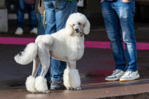 Hund im Wonderland