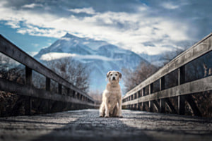 Hundeportrait Hundeportrait