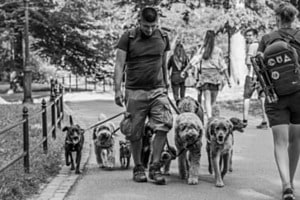 Hunde Kitta