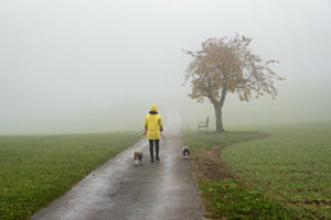 Hundespaziergang Hundespaziergang