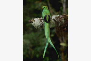 Quetzal Quetzal