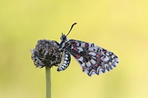 farbenprächtig: Iberischer Osterluzeifalter