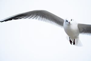 Im Anflug