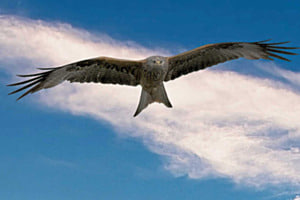 Im Flug