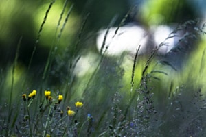 Im Naturgarten
