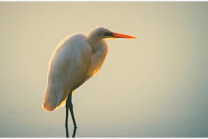 Im sanften Abendlicht