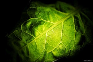 Blatt im Gegenlicht