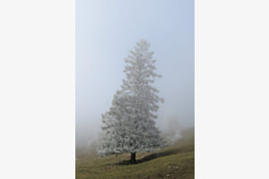 nur bis zum nächsten Baum nur bis zum nächsten Baum