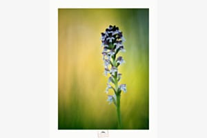 Orchis Orchis