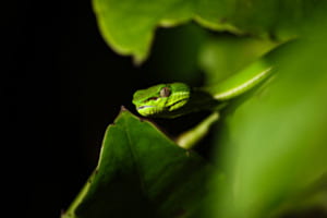 Wilde Bambusotter bei Nacht | Taiwan