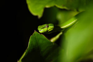 Neugierige Bambusotter | Taiwan