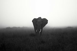 Brume sur Masai Mara