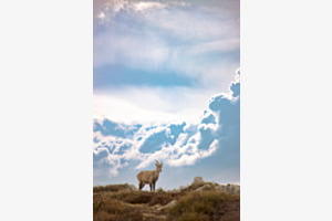 Steinbock in den Wolken