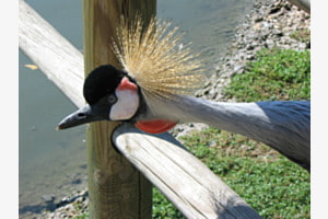 Okay, die neue Frisur ist etwas gewagt ... Okay, die neue Frisur ist etwas gewagt ...