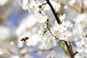 It will Bee fine