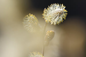 in voller Blüte