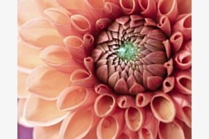 Dahlia
