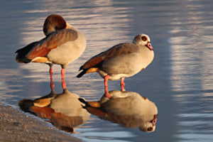 Nilgänse im Spuegelbild