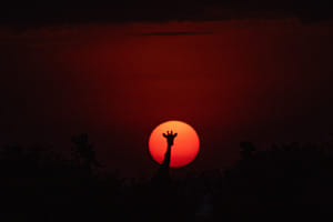 Giraffe im Abendrot Giraffe im Abendrot