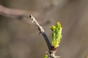 Erstes Grün