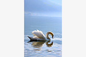 Schwan im Spiegel