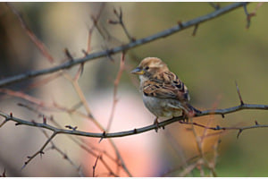 Spatz im Geäst
