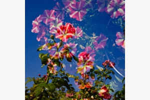 Blumen im Himmel