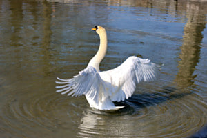 Schwan in Action