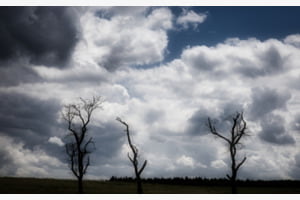 Alte Bäume gegen den Himmel fotografiert