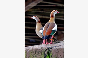 Nilgänse Nilgänse