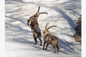 Duell im Schnee Duell im Schnee