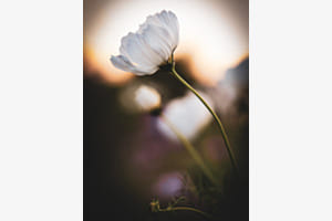 Cosmea