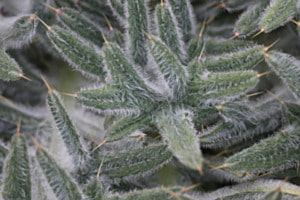 Behaartes Grün