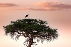 Masai mara