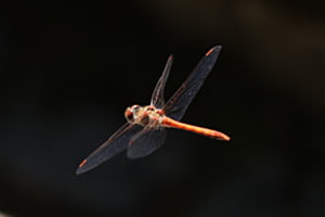 Liblle im Flug