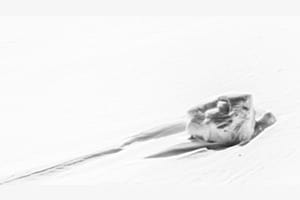 Schildkröte im Schnee Schildkröte im Schnee