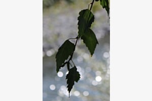 Rascheln im Wind
