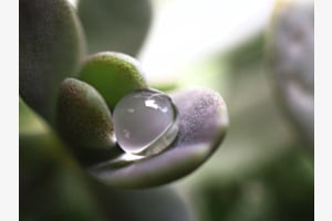 Wasserperle