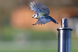Blaumeise im Flug Blaumeise im Flug