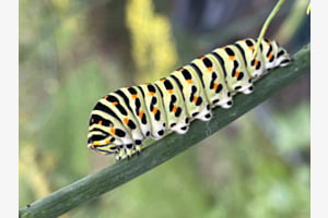 Raupe 