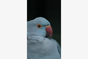 Vogelpark Zeihen Vogelpark Zeihen