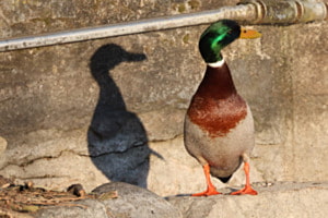 Ente mit Schatten Ente mit Schatten