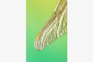 Zarte Flügel einer Libelle
