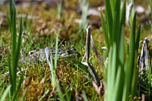 Sonnenbad im Grünen