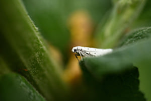 Strenger Blick