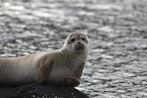 Phoque curieux sur rocher — Islande Phoque curieux sur rocher — Islande